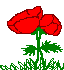 poppies.gif (1383 bytes)
